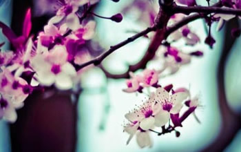 Tang Print Pty Ltd�W(w��ng)վ���O(sh��)